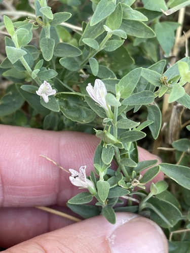 Texas wrightwort (Carlowrightia texana)