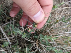 Texas wrightwort (Carlowrightia texana)