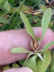 Texas wrightwort (Carlowrightia texana)