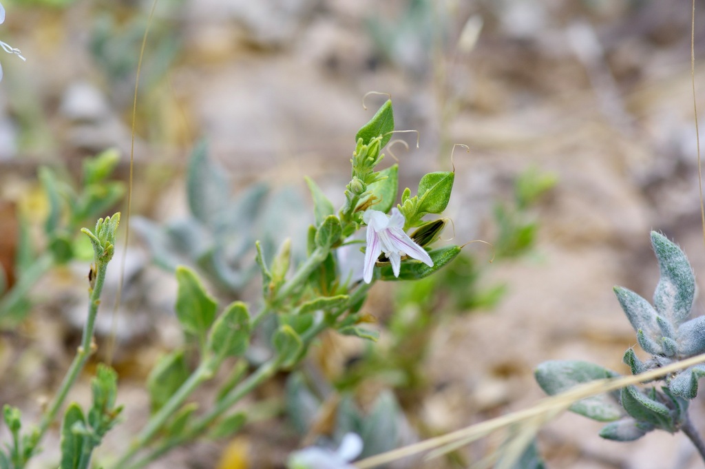 Texas wrightwort (Carlowrightia texana)