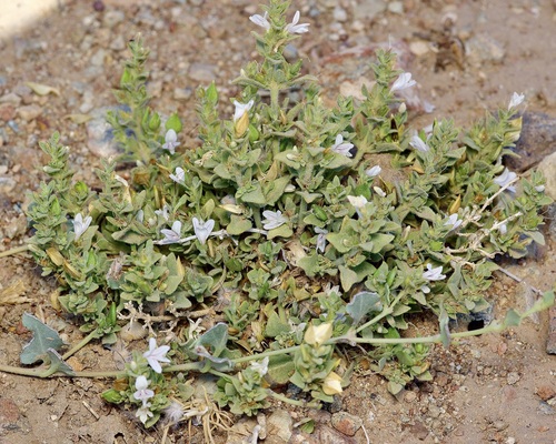 Texas wrightwort (Carlowrightia texana)