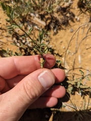 Texas wrightwort (Carlowrightia texana)