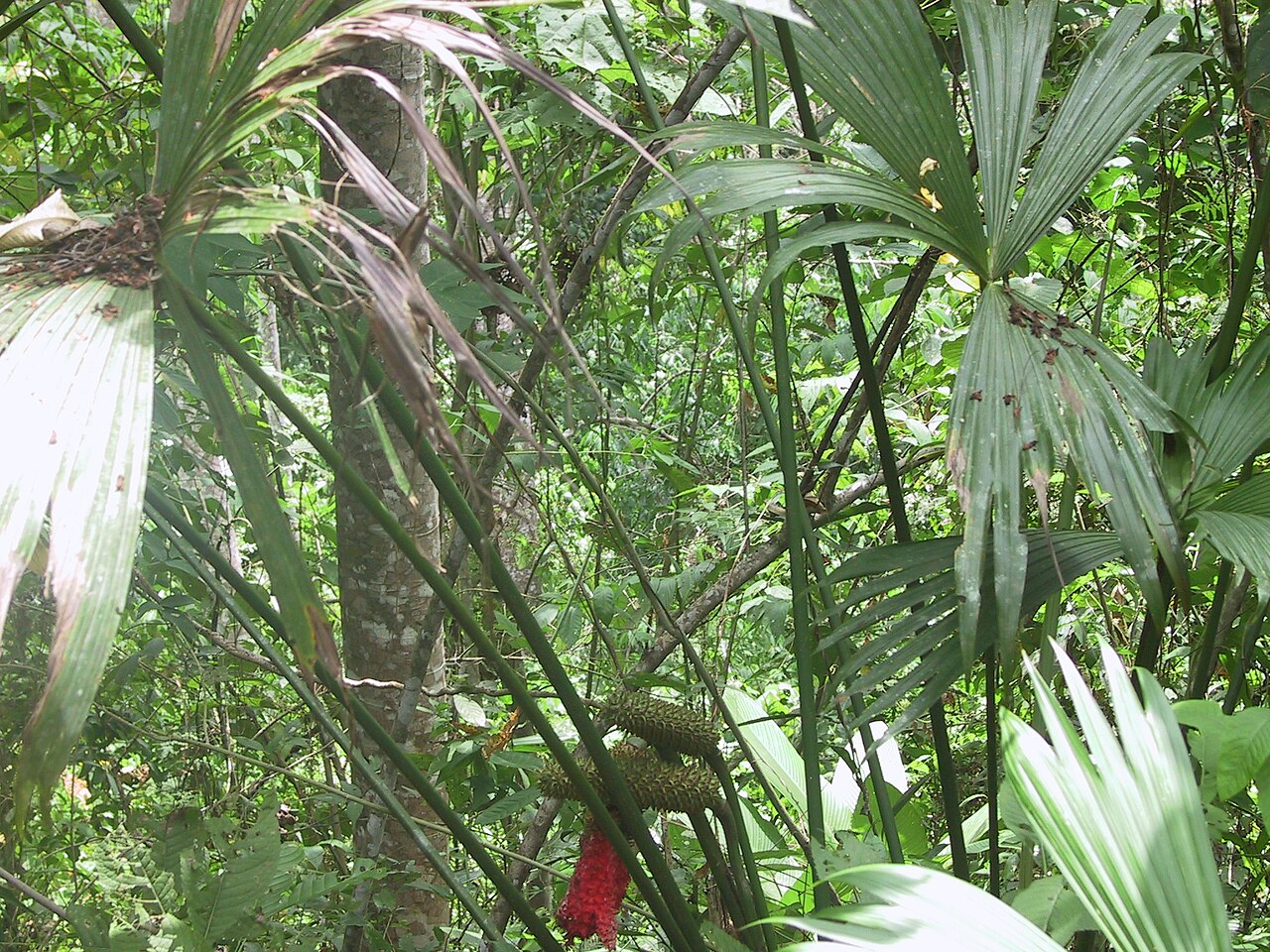 Carludovica drudei: Description: Carludovica drudei , Costa Rica, Reserva Biologica Carara , pacific area