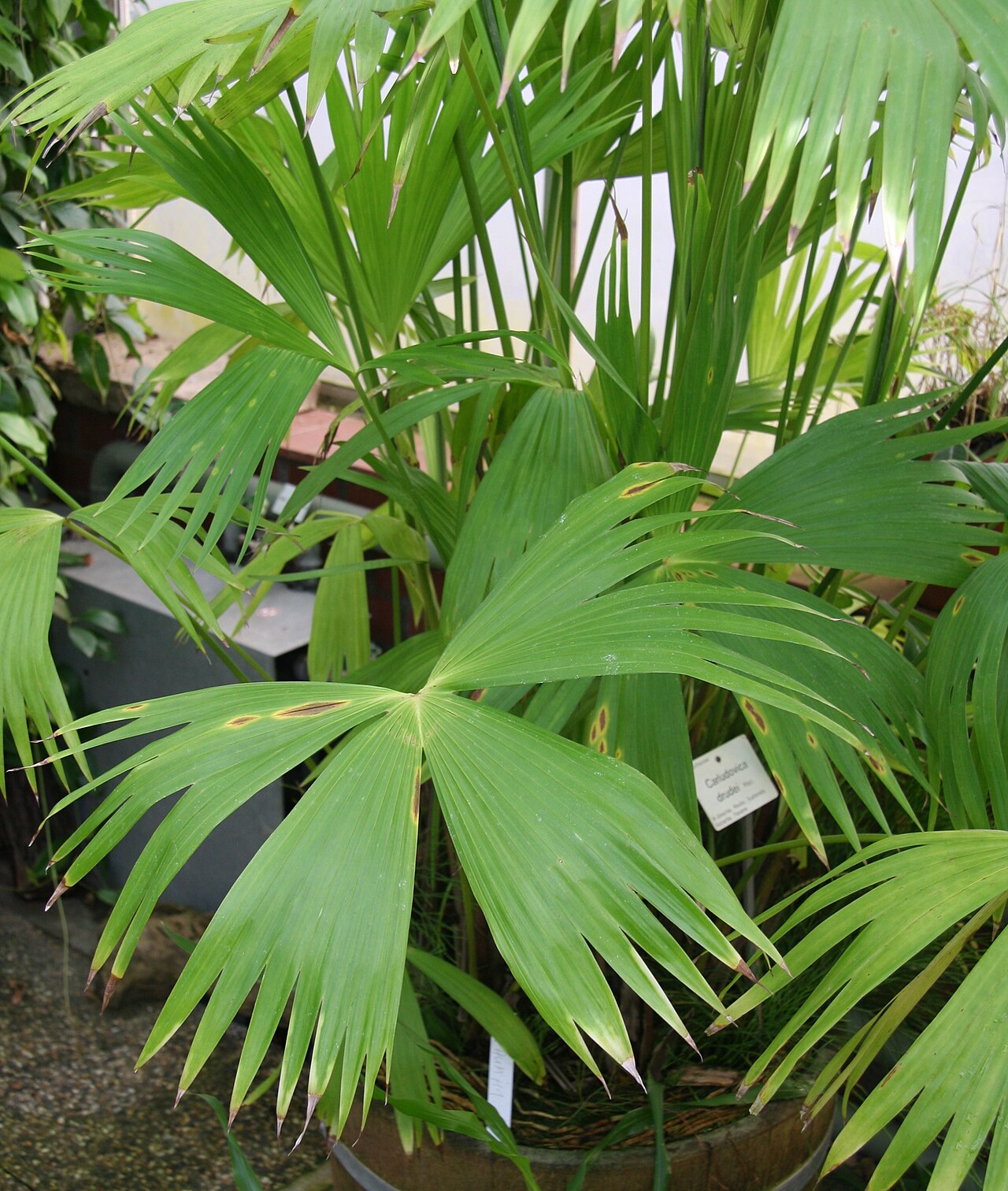 Carludovica drudei: Carludovica drudei im Botanischen Garten Dresden