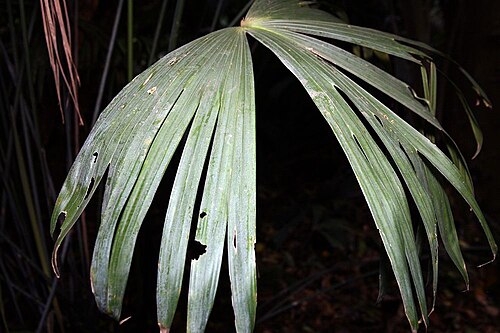 Carludovica drudei: Location taken: INBioparque, Santo Domingo de Heredia, Costa Rica. Names: Carludovica drudei Mast. Classification: Plantae > Magnoliophyta > Liliopsida > Pandan