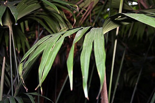 Carludovica drudei: Location taken: INBioparque, Santo Domingo de Heredia, Costa Rica. Names: Carludovica drudei Mast. Classification: Plantae > Magnoliophyta > Liliopsida > Pandan