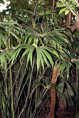 Carludovica drudei: Location taken: INBioparque, Santo Domingo de Heredia, Costa Rica. Names: Carludovica drudei Mast. Classification: Plantae > Magnoliophyta > Liliopsida > Pandan