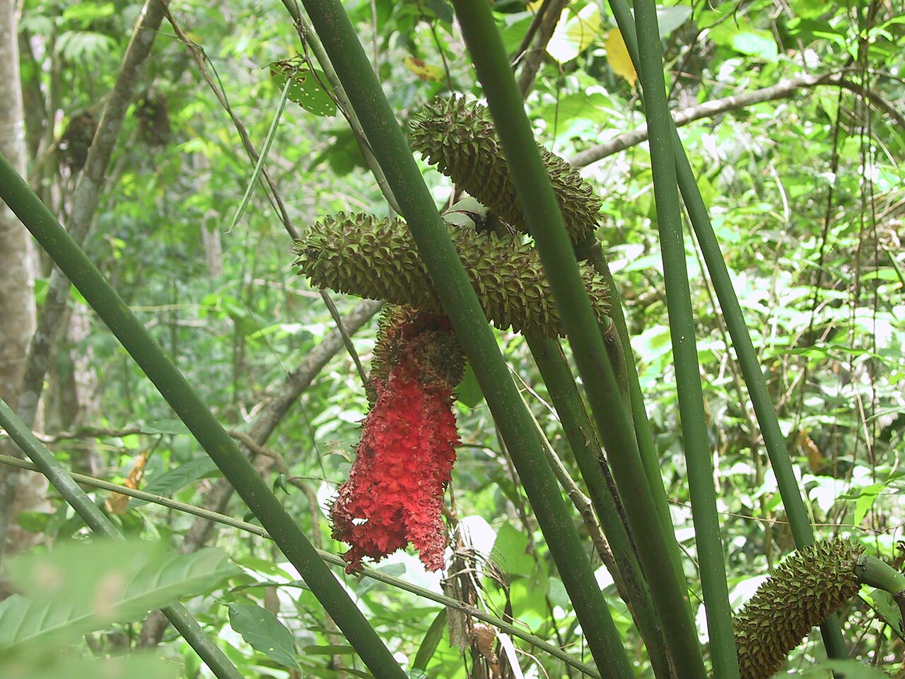 Carludovica drudei: Description: Carludovica drudei , Costa Rica, Reserva Biologica Carara , pacific area