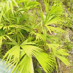 Panama hat plant (Carludovica palmata)