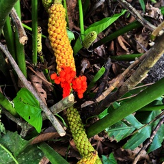 Panama hat plant (Carludovica palmata)