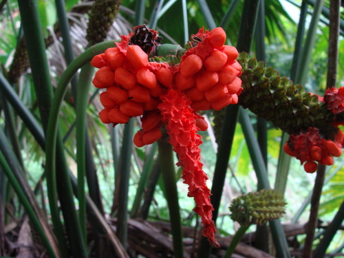 Panama hat plant (Carludovica palmata)