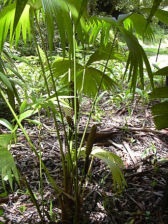 Panama hat plant: Carludovica palmata (habit). Location: Maui, Keanae Arboretum