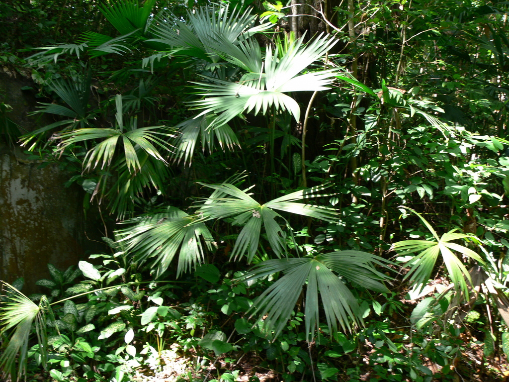 Panama hat plant (Carludovica palmata)
