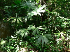 Panama hat plant (Carludovica palmata)