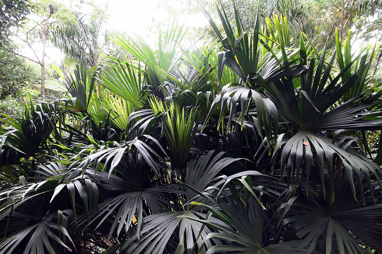 Panama hat plant: Location taken: Else Kientzler Botanical Garden, Sarchi Norte, Costa Rica. Names: Carludovica palmata Ruiz & Pav., Ba Na Ma Cao, Bombonaje, Bombonaje (Peru), Ca
