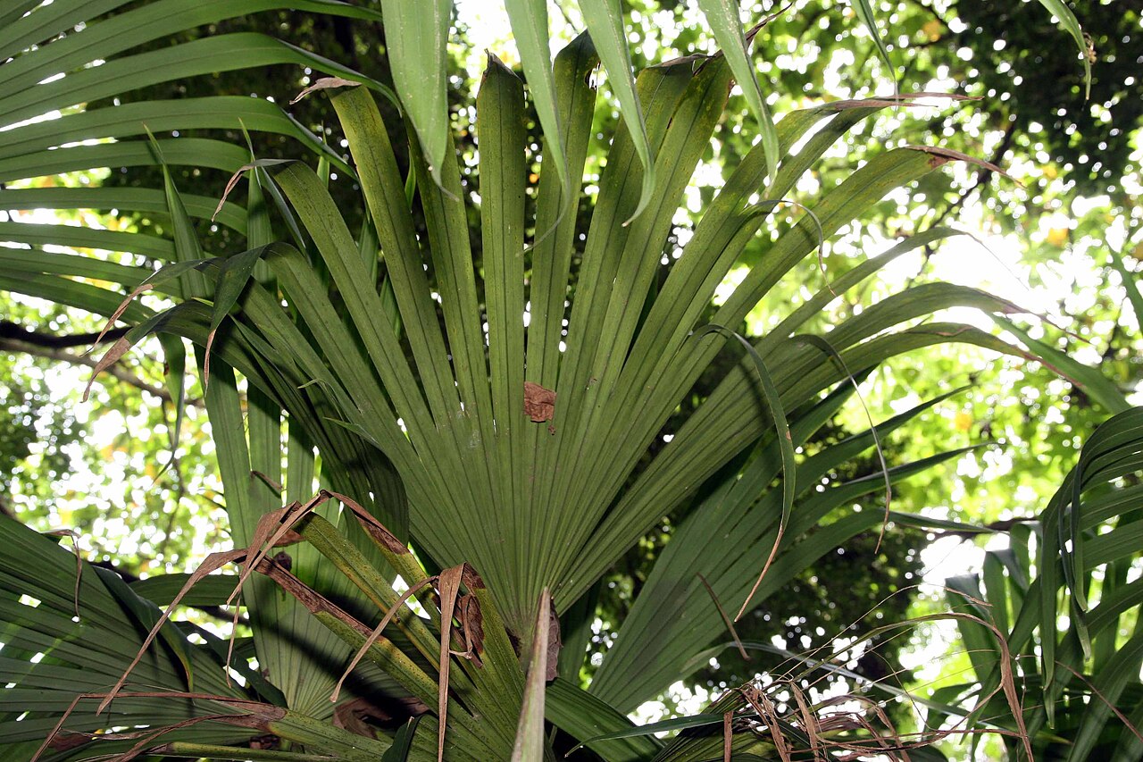 Panama hat plant: Location taken: Else Kientzler Botanical Garden, Sarchi Norte, Costa Rica. Names: Carludovica palmata Ruiz & Pav., Ba Na Ma Cao, Bombonaje, Bombonaje (Peru), Ca