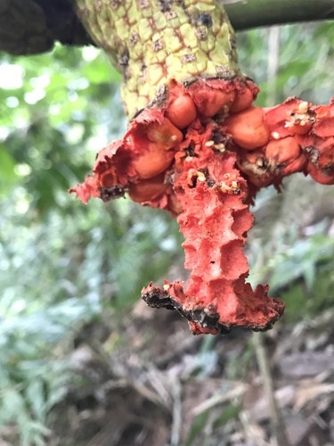 Panama hat plant (Carludovica palmata)