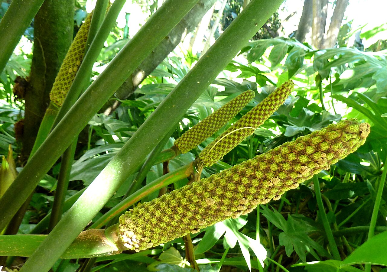 Panama hat plant: Female flowers of Carludovica palmata, Panama-Hat Plant, at Foster Botanical Garden in Honolulu Cyclanthaceae, not a palm. The leaves are used to make Panama Ha