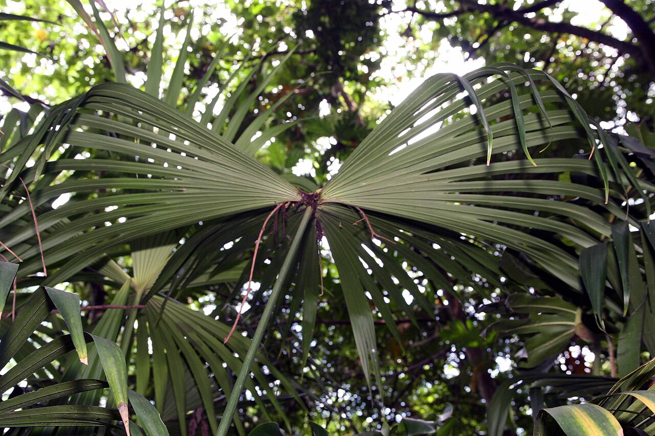 Panama hat plant: Location taken: Else Kientzler Botanical Garden, Sarchi Norte, Costa Rica. Names: Carludovica palmata Ruiz & Pav., Ba Na Ma Cao, Bombonaje, Bombonaje (Peru), Ca