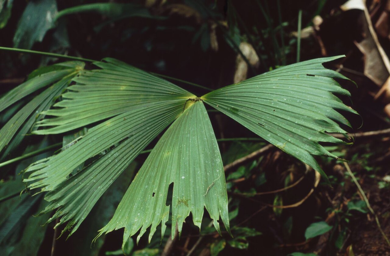 Carludovica rotundifolia: Carludovica rotundifolia , Cyclanthaceae – Costa Rica: Prov. Puntarenas, PN Piedras Blancas, Bosque Esquinas bei La Gamba.