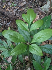 Caledonian oak (Carnarvonia araliifolia)