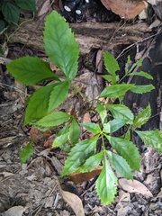 Caledonian oak (Carnarvonia araliifolia)