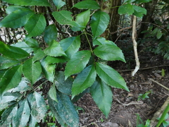 Caledonian oak (Carnarvonia araliifolia)