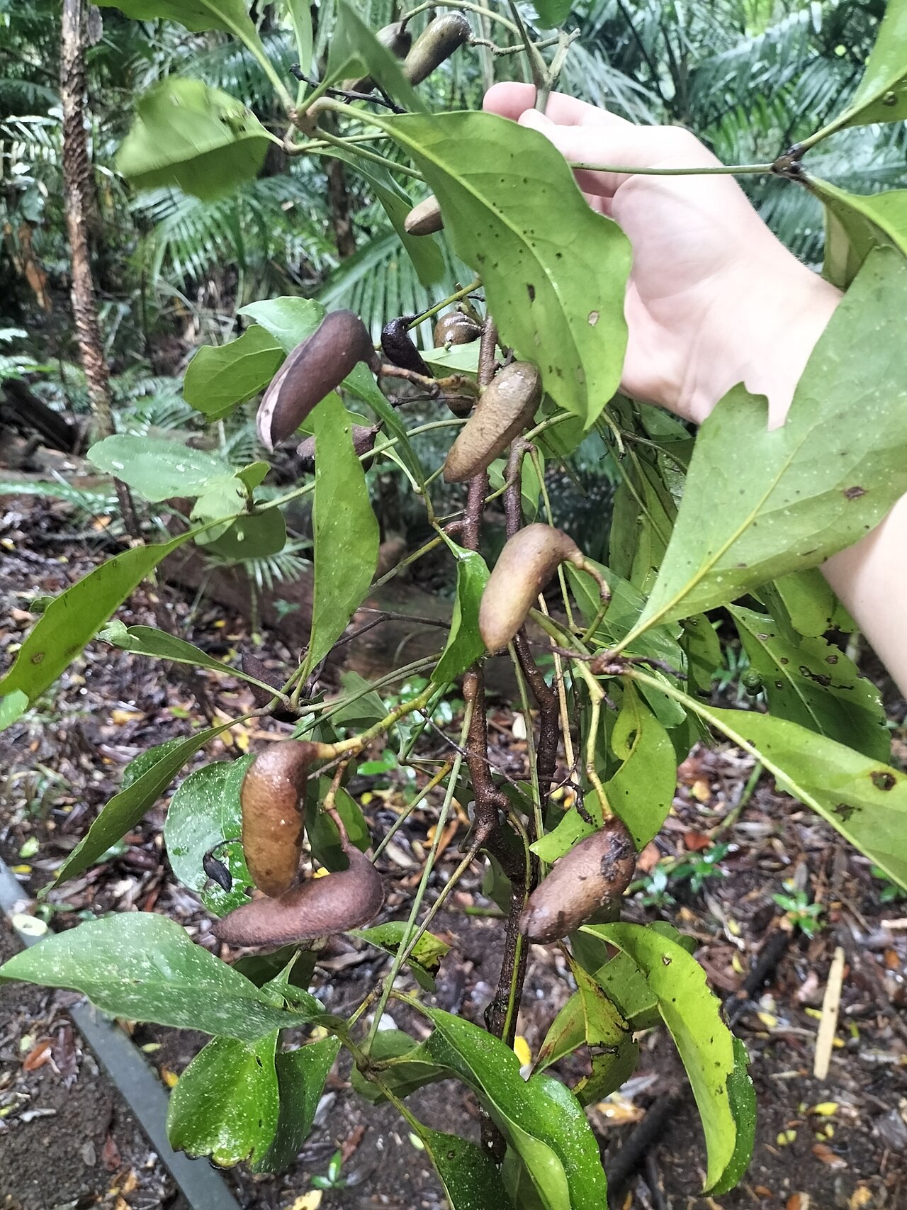 Caledonian oak: Carnarvonia araliifolia