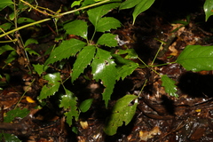 Caledonian oak (Carnarvonia araliifolia)