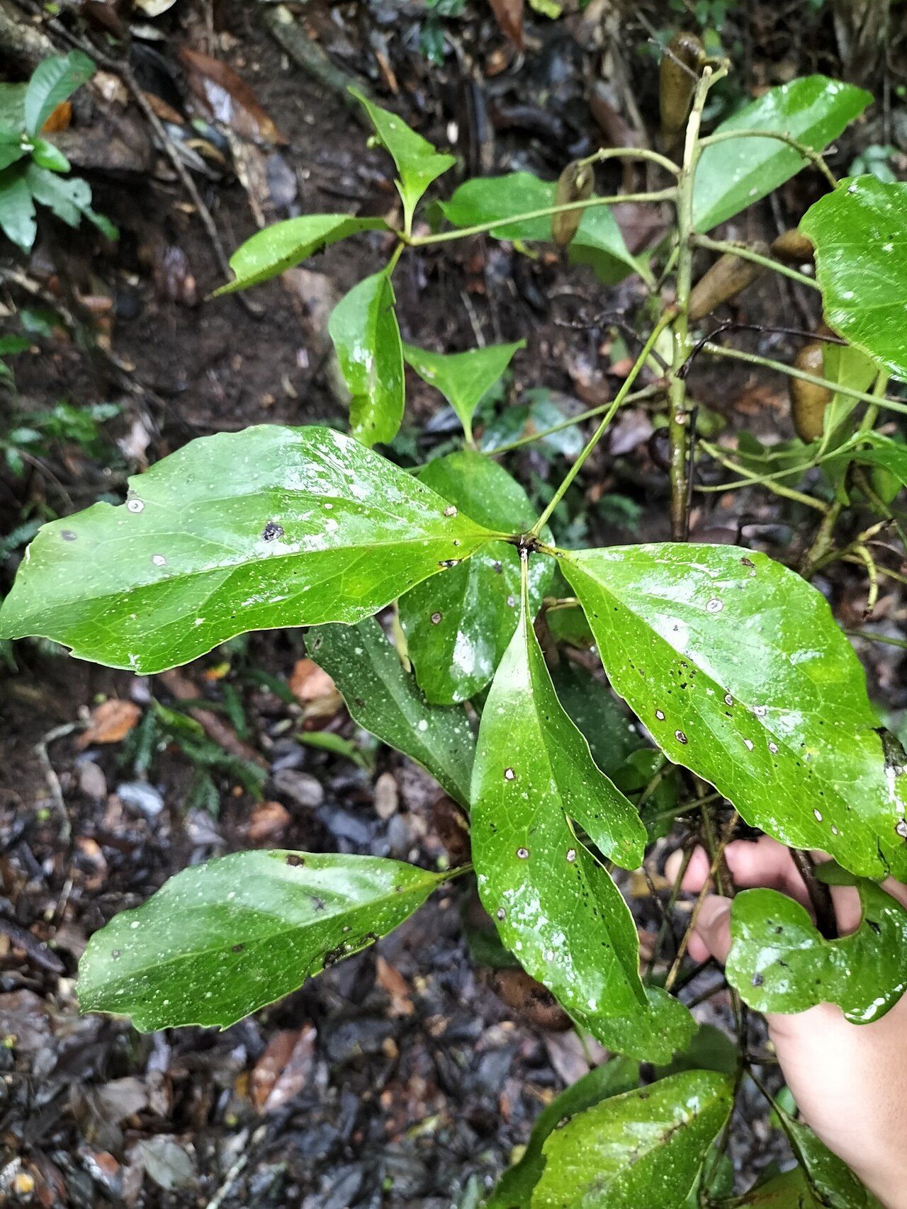 Caledonian oak: Carnarvonia araliifolia