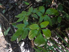 Caledonian oak (Carnarvonia araliifolia)
