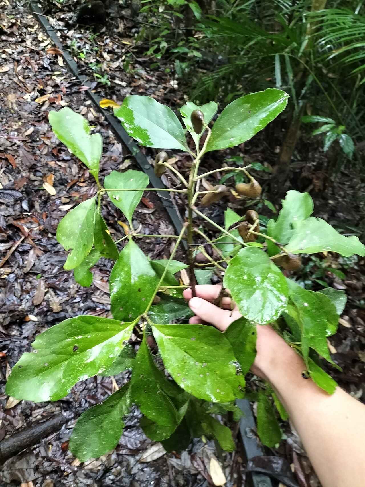 Caledonian oak: Carnarvonia araliifolia