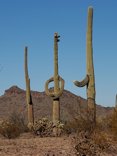 Saguaro (Carnegiea gigantea)
