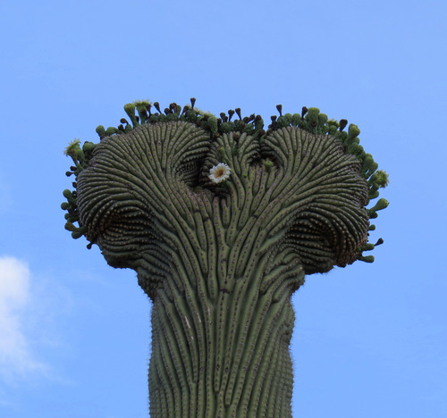 Saguaro (Carnegiea gigantea)