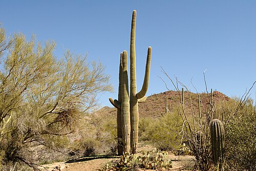 Saguaro: Saguaros