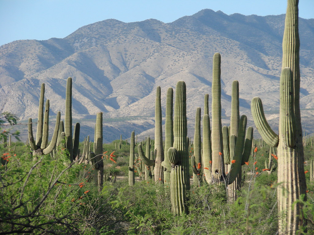 Saguaro: Ímuris, Sonora, México
