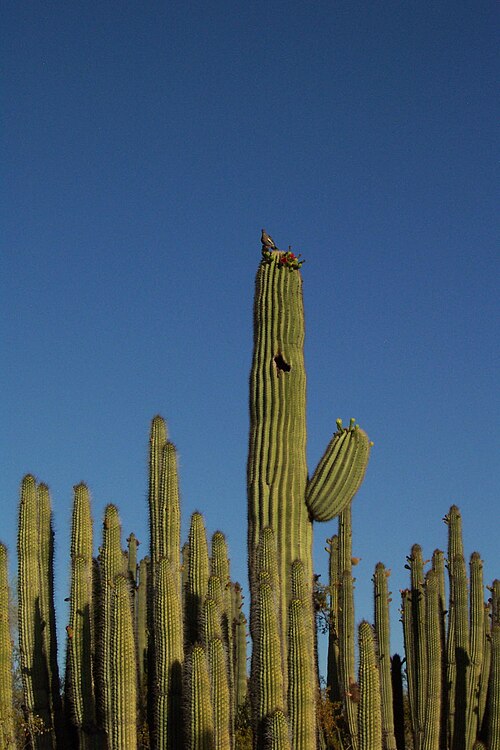 Saguaro: Forest
