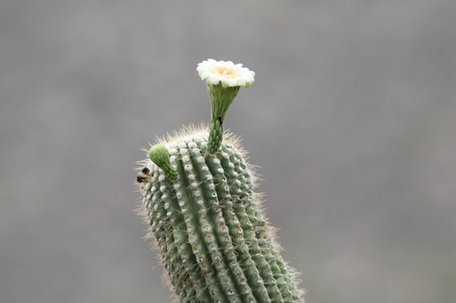 Saguaro (Carnegiea gigantea)