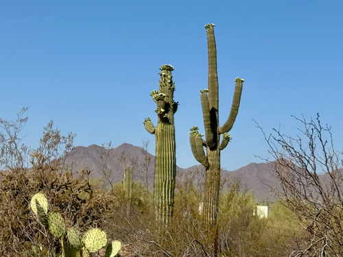 Saguaro (Carnegiea gigantea)