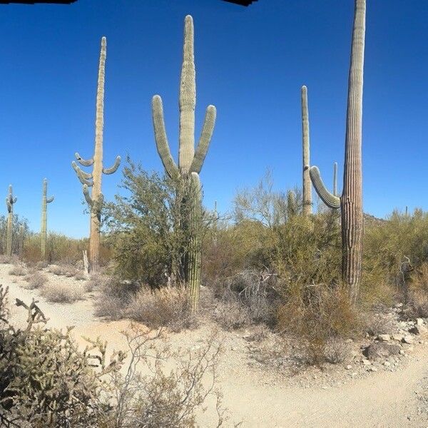 Saguaro (Carnegiea gigantea)