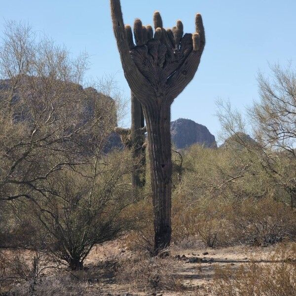 Saguaro (Carnegiea gigantea)