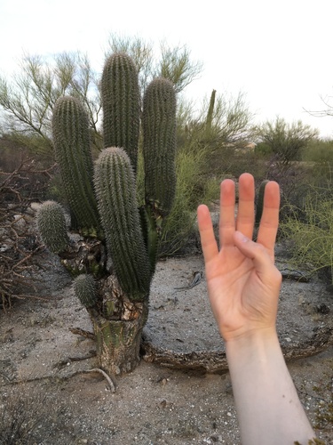 Saguaro (Carnegiea gigantea)