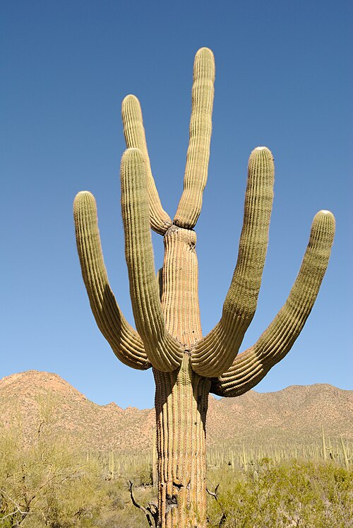 Saguaro: Saguaro