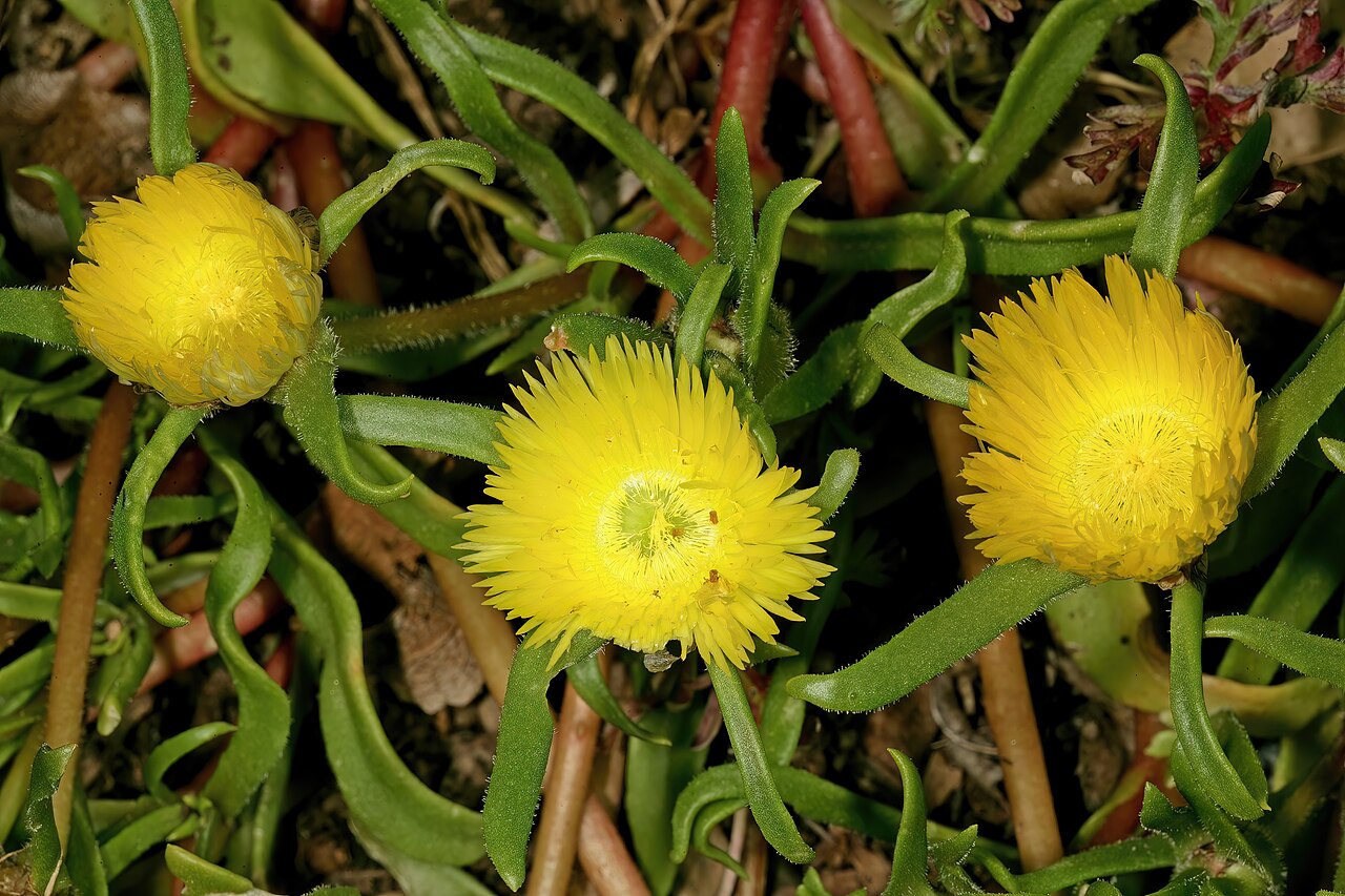 Clock plants: Carpanthea pomeridiana , plant in flower; Kirstenbosch National Botanical Garden, Cape Town, Western Cape, South Africa