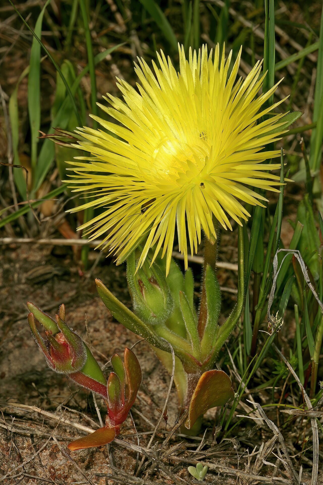 Clock plants: Carpanthea pomeridiana , plant in flower; Tinie Versfeld Wild Flower Reserve, Darling, Western Cape, South Africa