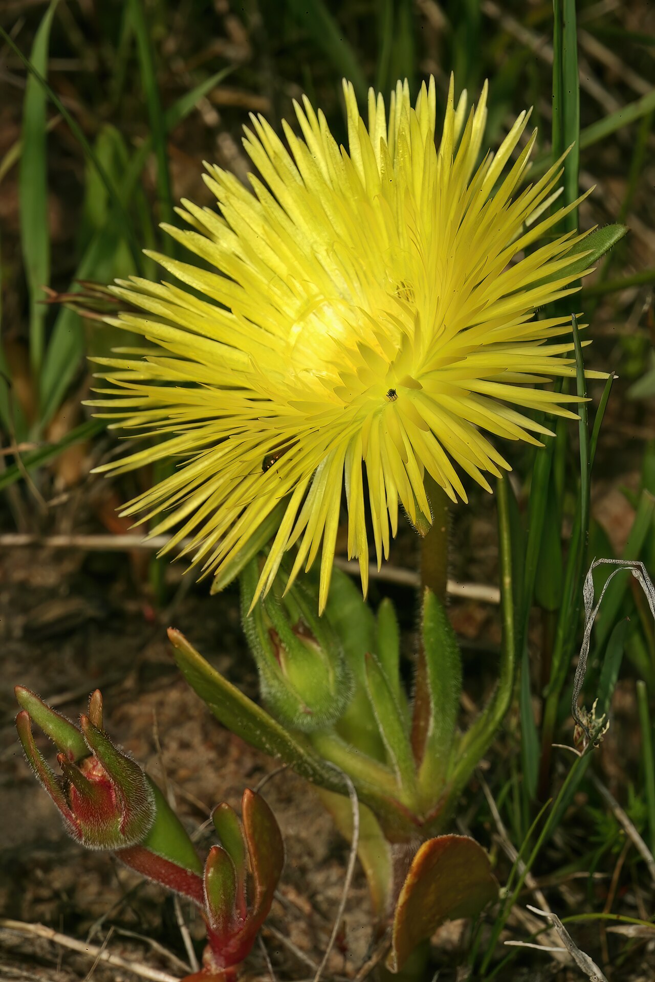 Clock plants: Carpanthea pomeridiana , plant in flower; Tinie Versfeld Wild Flower Reserve, Darling, Western Cape, South Africa