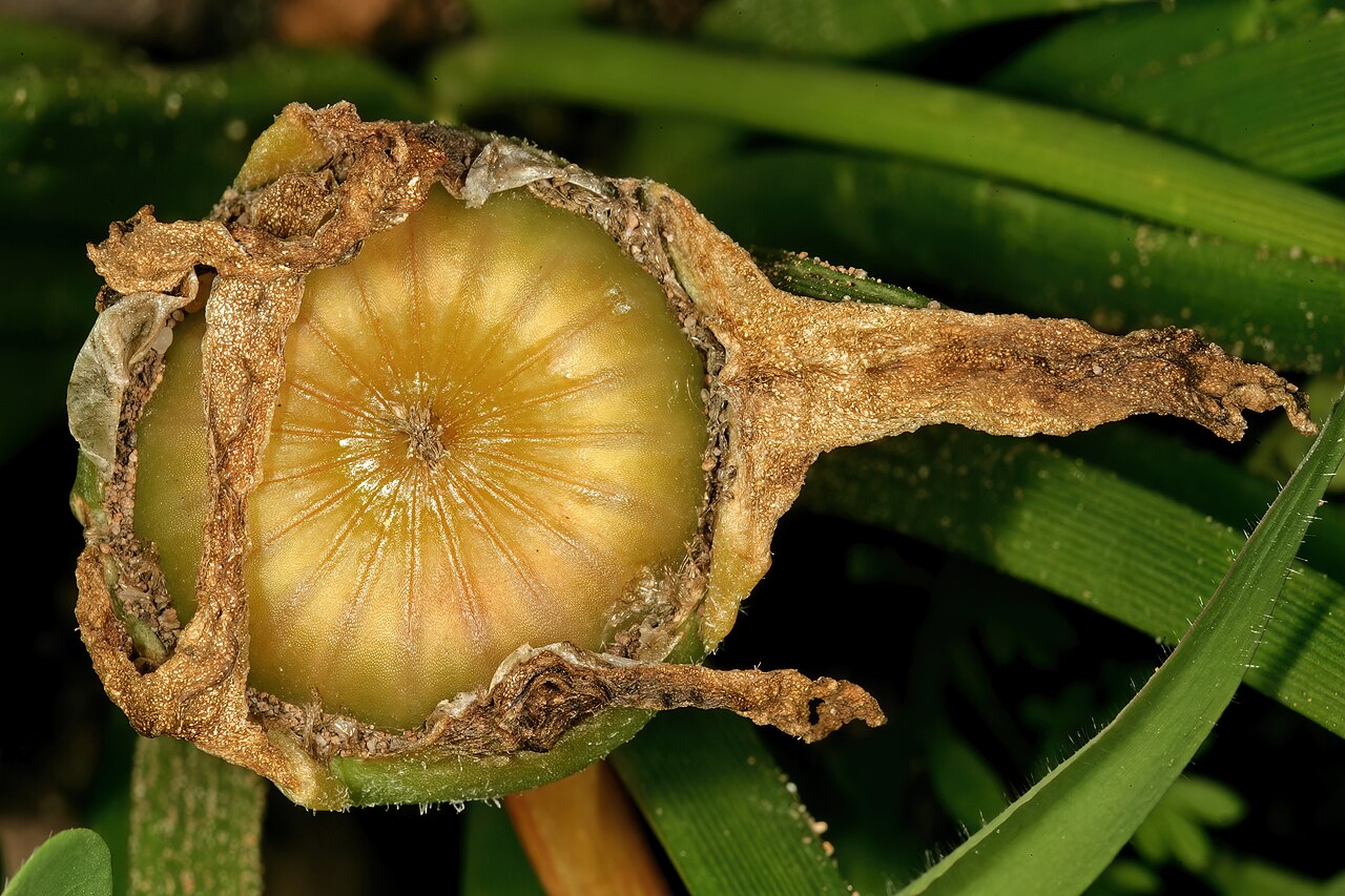Clock plants: Carpanthea pomeridiana , developing fruit; Kirstenbosch National Botanical Garden, Cape Town, Western Cape, South Africa