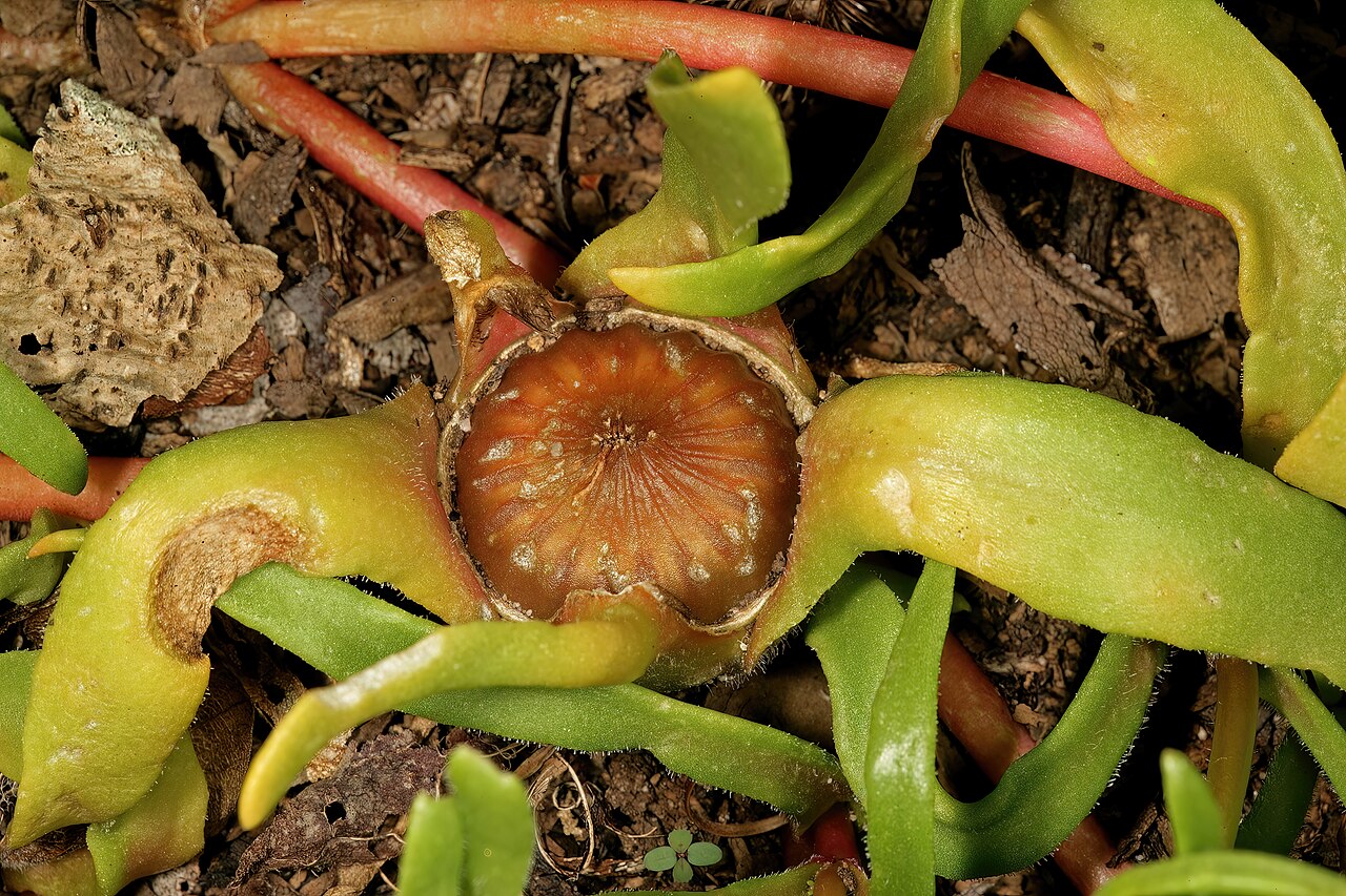 Clock plants: Carpanthea pomeridiana , developing fruit; Kirstenbosch National Botanical Garden, Cape Town, Western Cape, South Africa