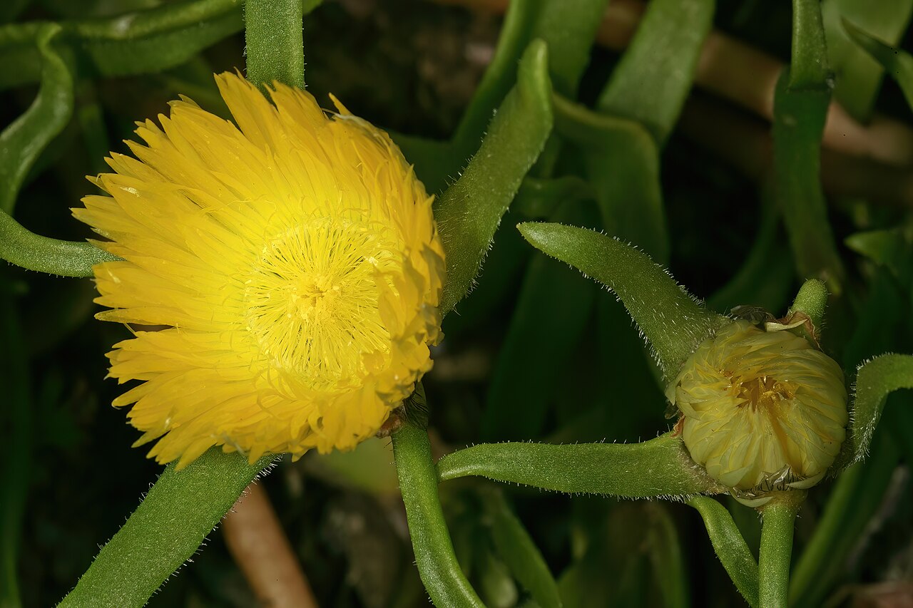 Clock plants: Carpanthea pomeridiana , plant in flower; Kirstenbosch National Botanical Garden, Cape Town, Western Cape, South Africa