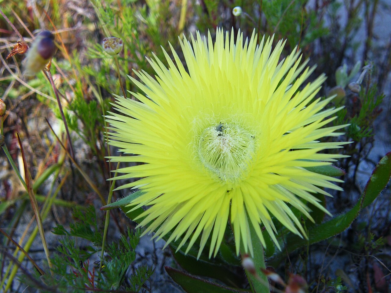 Clock plants: Vetkousie